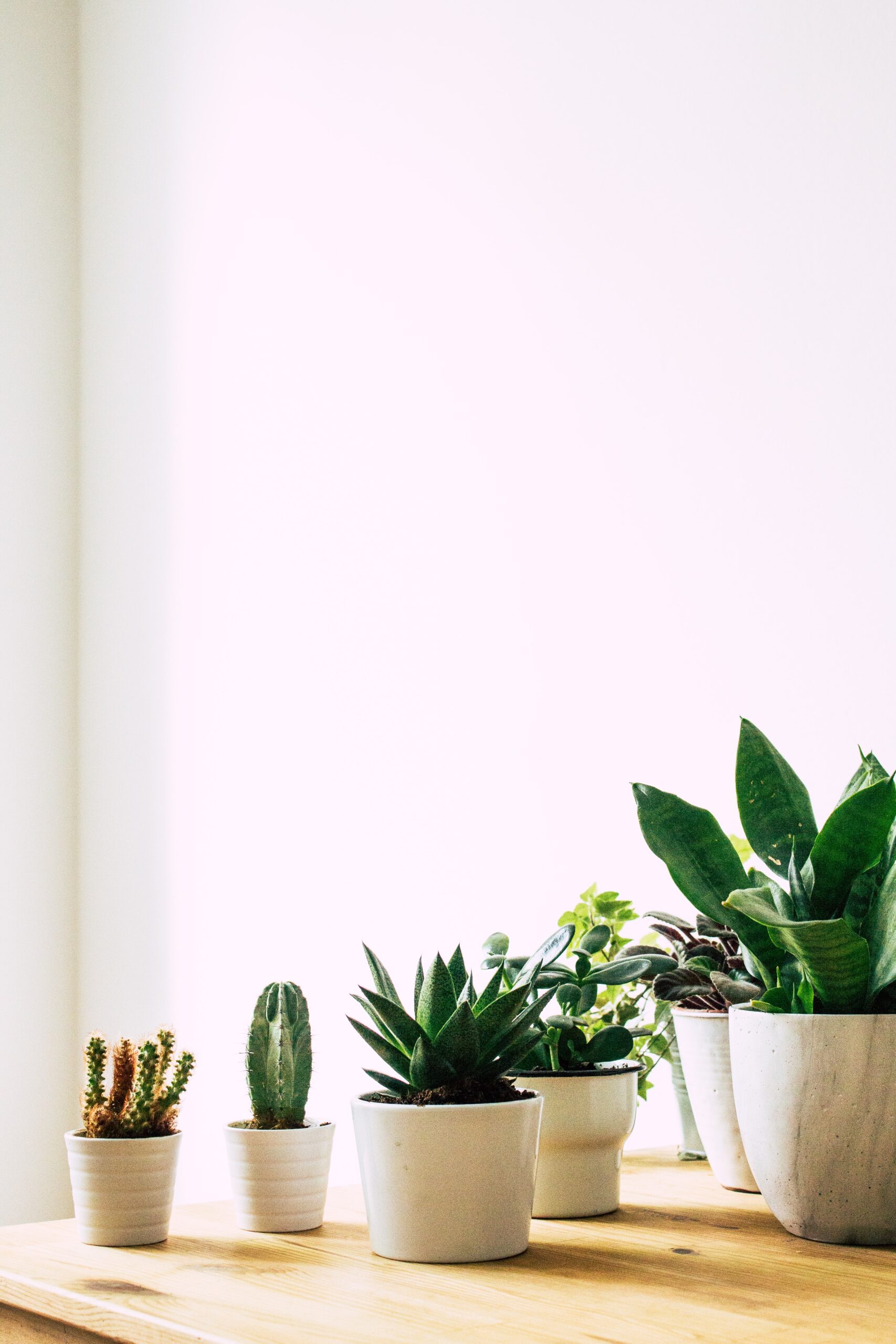 ¿Decoramos con plantas?